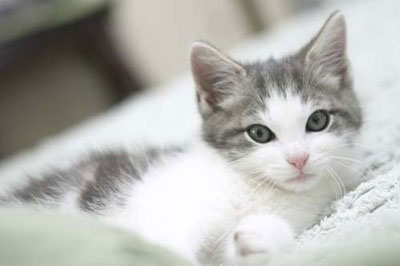 tros mimi petite chat